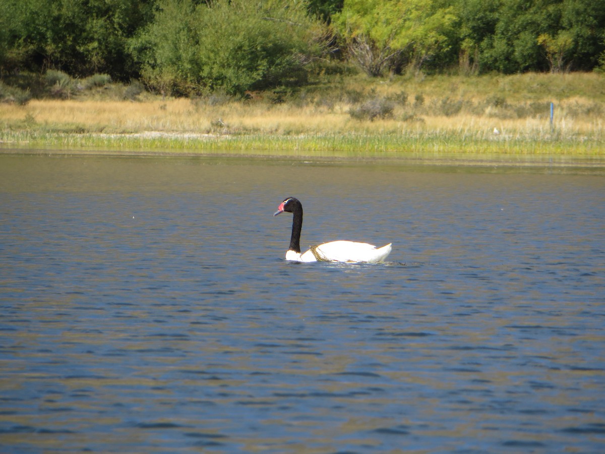 クロエリハクチョウ - ML647244605