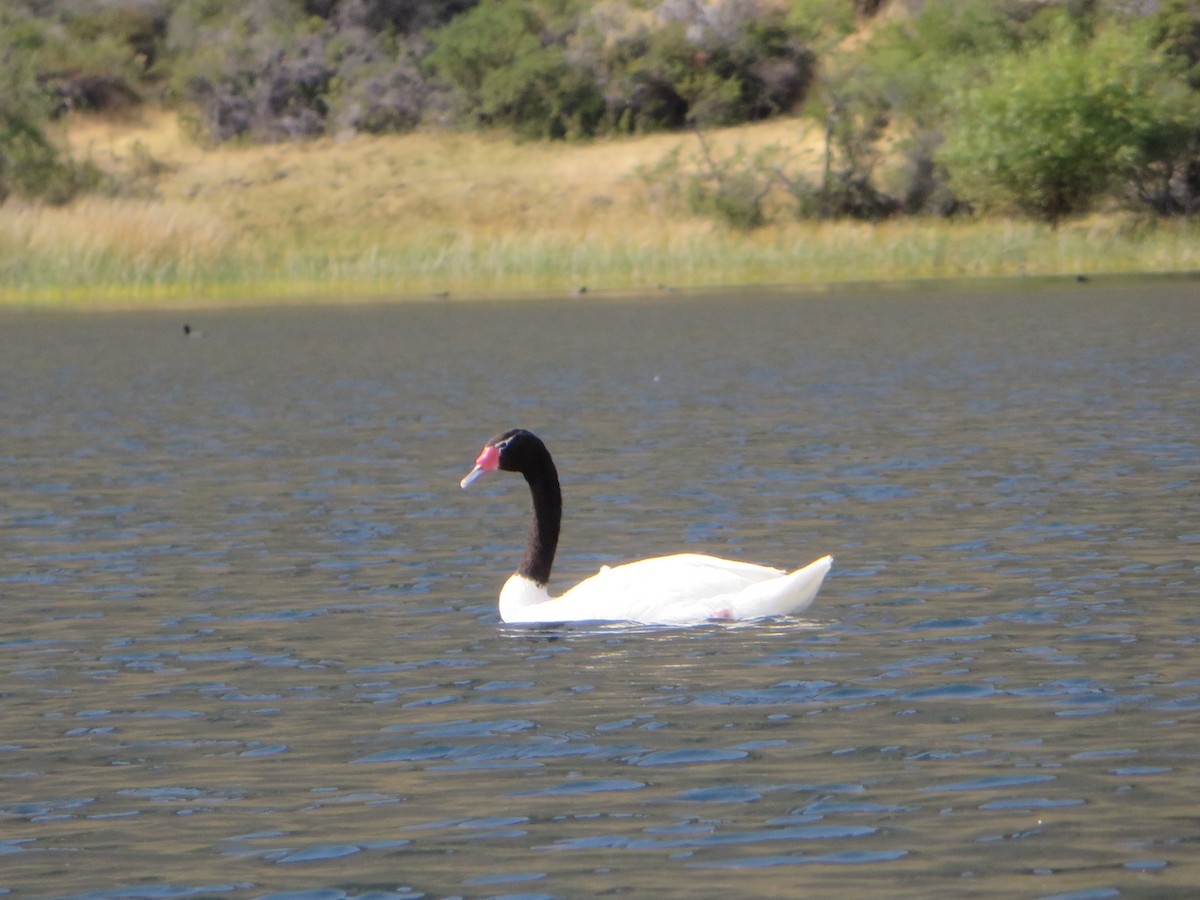 クロエリハクチョウ - ML647244607