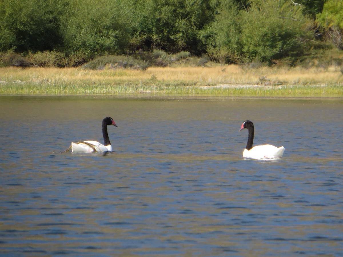 クロエリハクチョウ - ML647244608