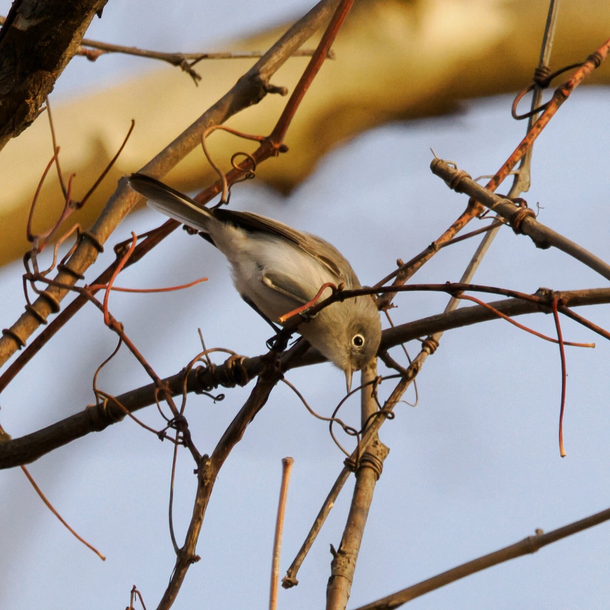 Голубая комароловка - ML647244609