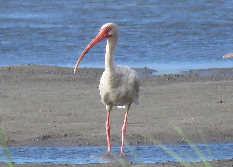 ibis bílý - ML64724461