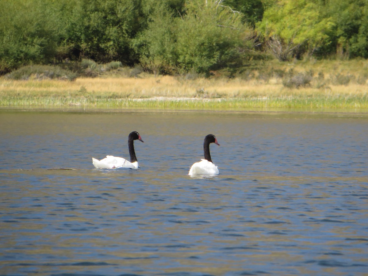 クロエリハクチョウ - ML647244610