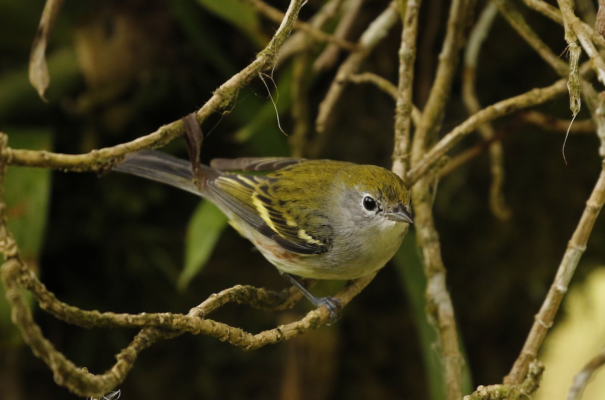 lesňáček rezavoboký - ML647244614