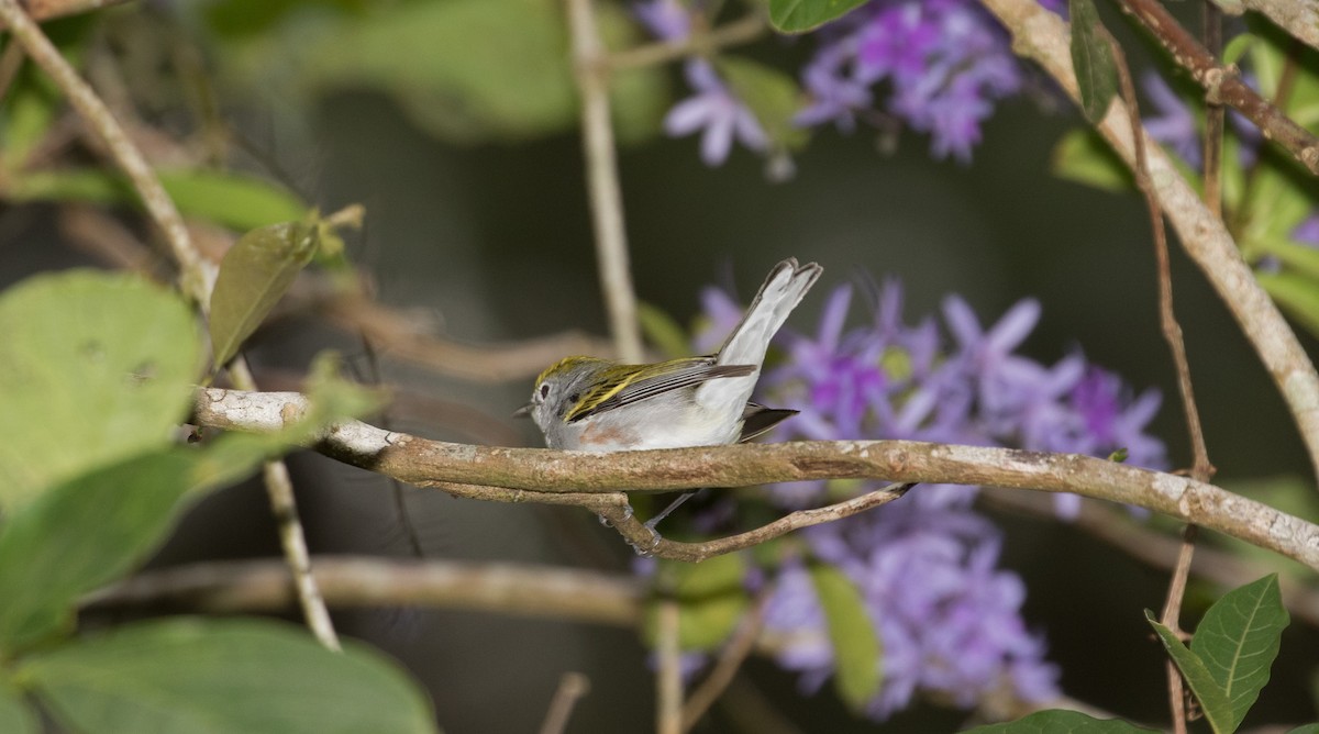 lesňáček rezavoboký - ML647244615