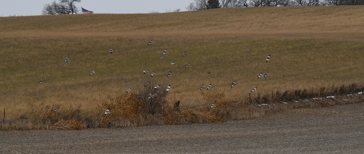 Schneeammer - ML647244618