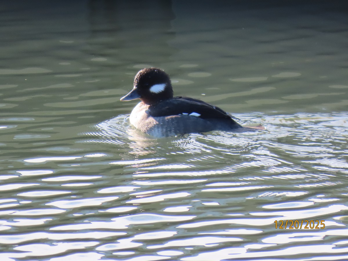 Bufflehead - ML647244620
