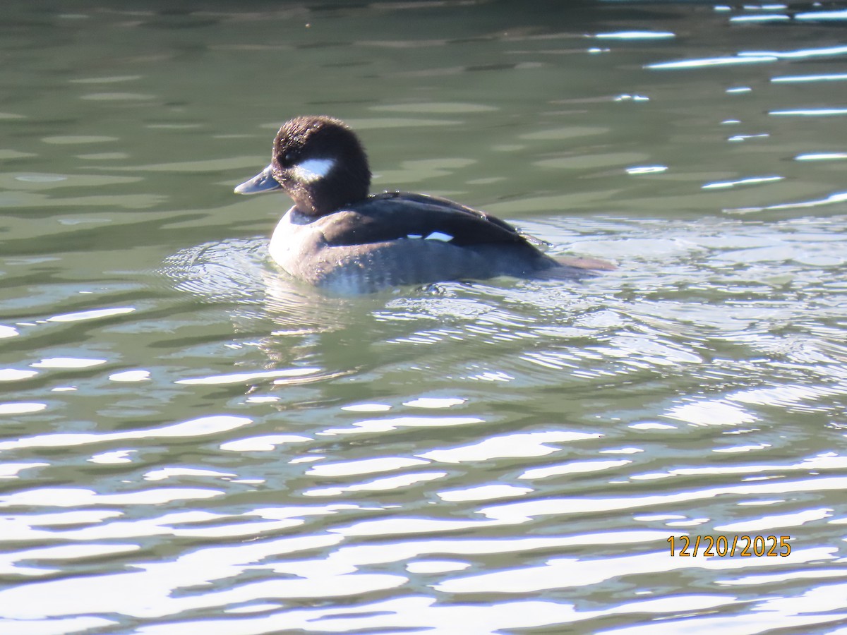 Bufflehead - ML647244621
