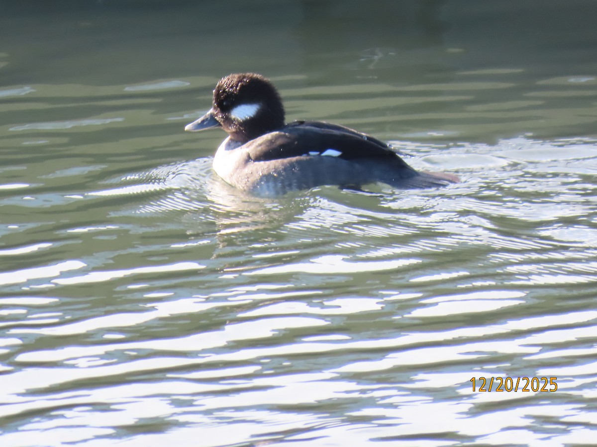 Bufflehead - ML647244622