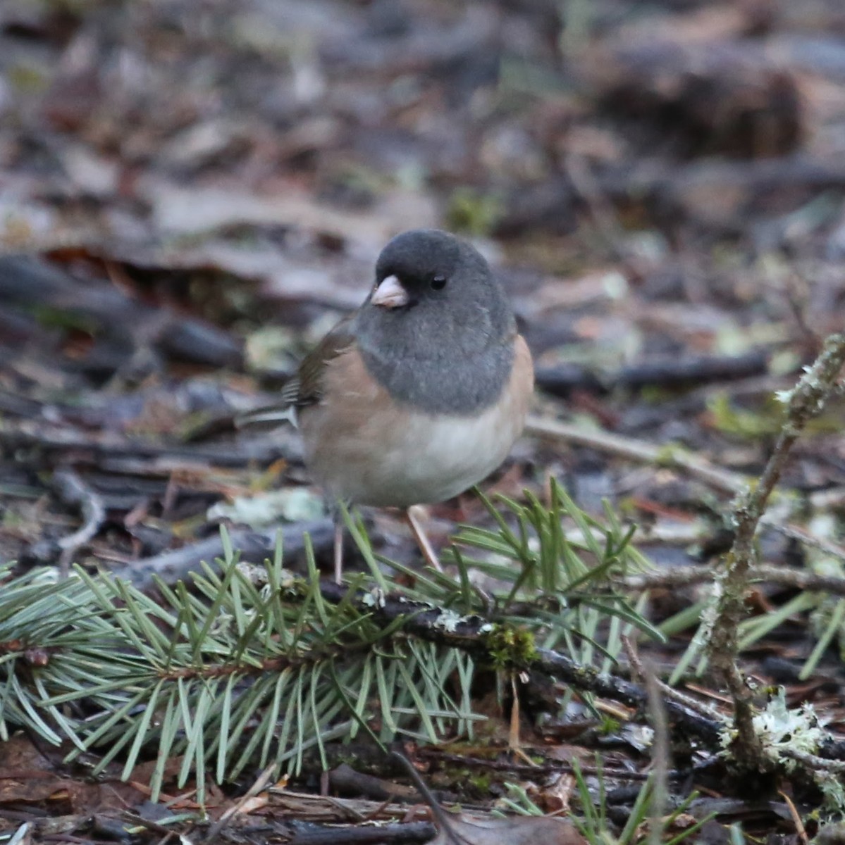 Dark-eyed Junco - ML647244633