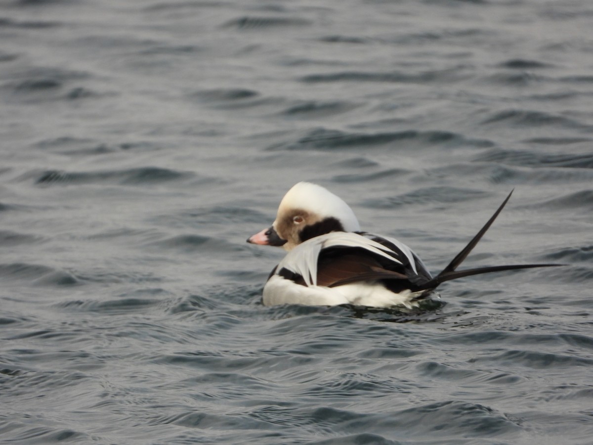 Pato Havelda - ML647244639