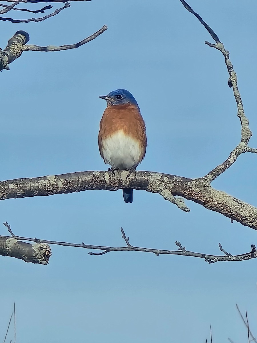 Eastern Bluebird (Eastern) - ML647244640