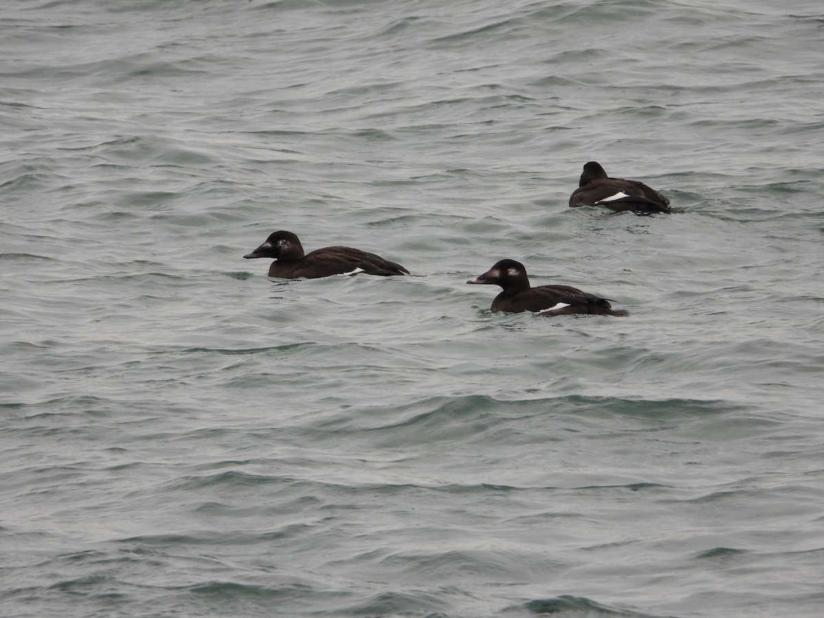 Negrón Aliblanco - ML647244657