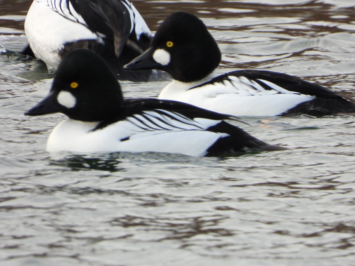 Porrón Osculado - ML647244667