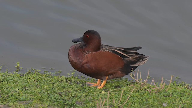 Zertzeta kanelakara - ML647244680