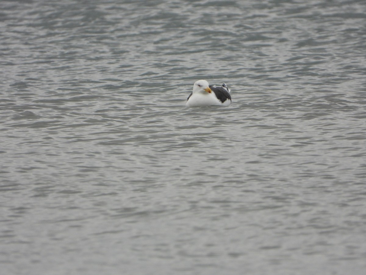 Gavión Atlántico - ML647244685