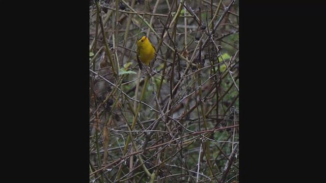 Wilson's Warbler - ML647244702