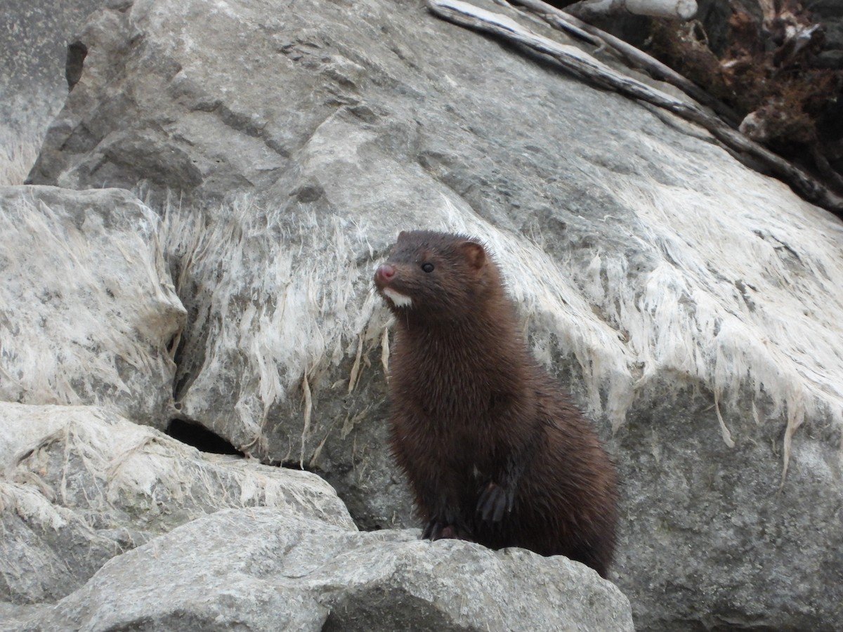 Visón americano - ML647244704