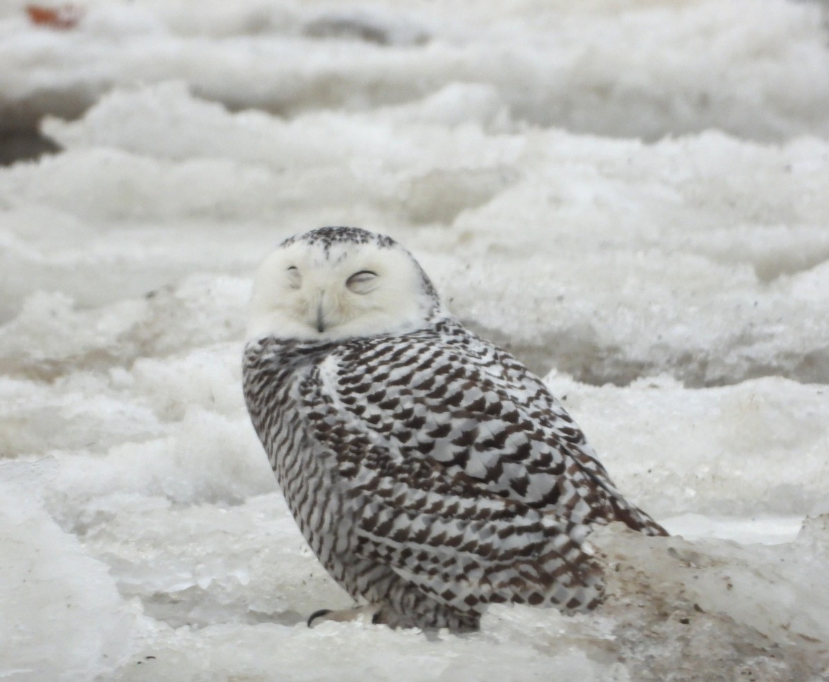 לילית שלג - ML647244707