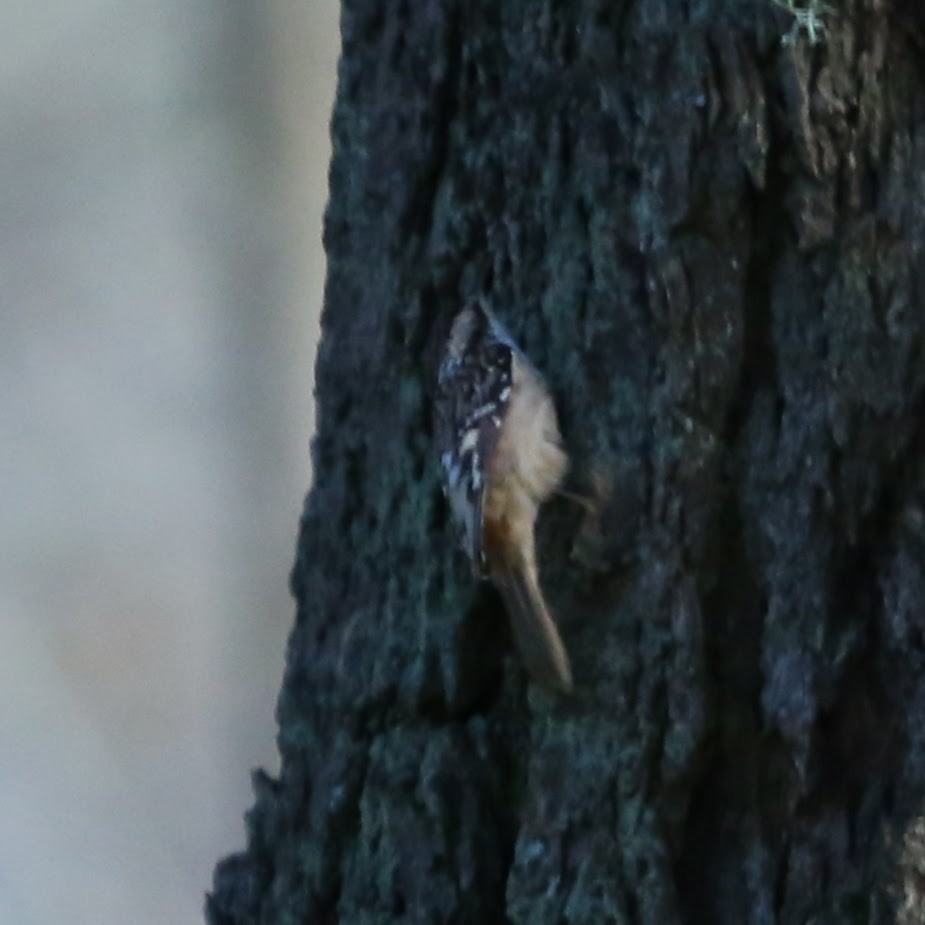 Brown Creeper - ML647244710