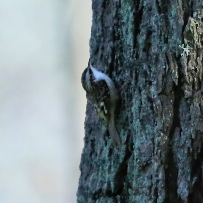 Brown Creeper - ML647244711