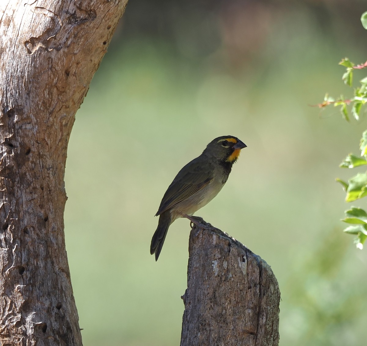 Yellow-faced Grassquit - ML647244721