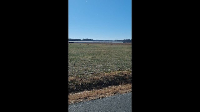 Zopilote indioilarra - ML647244726