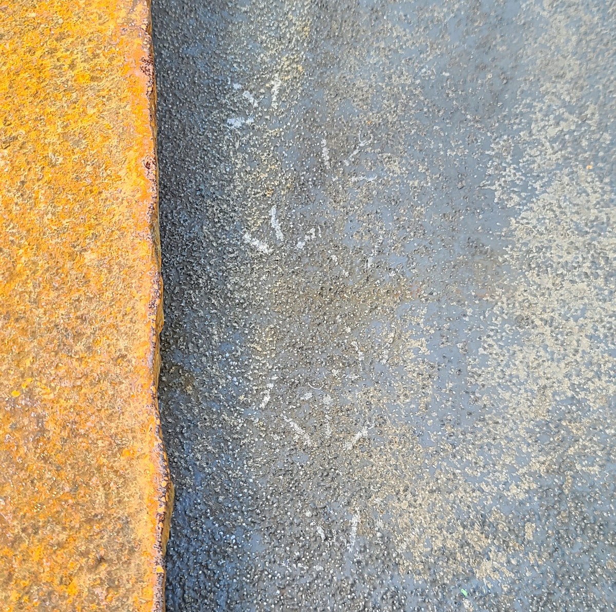 Ruddy Turnstone - ML647244731