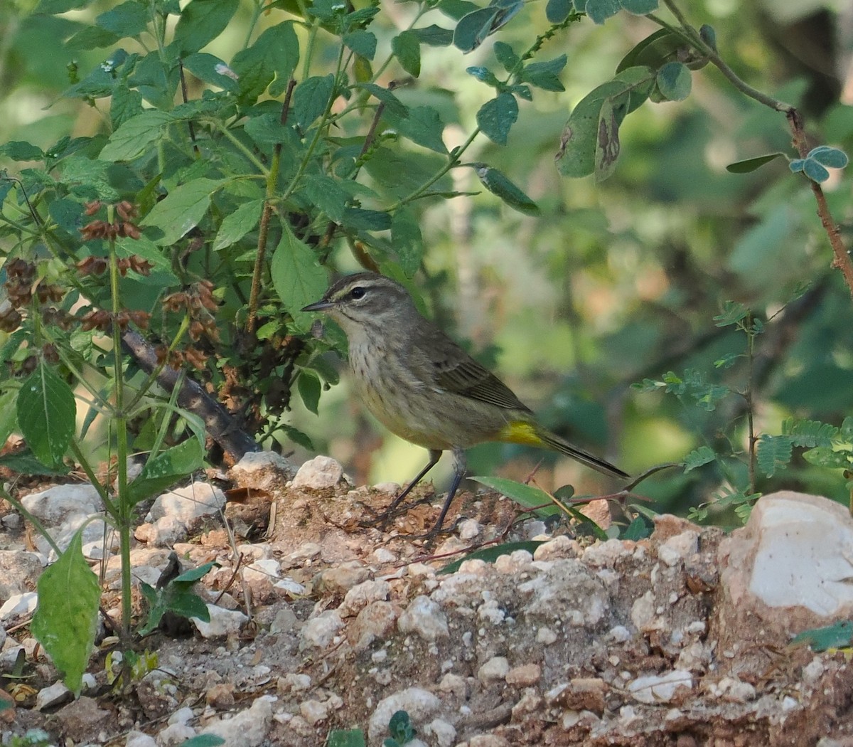 Palm Warbler (Western) - ML647244754