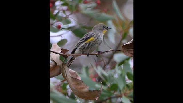 Yellow-rumped Warbler - ML647244766