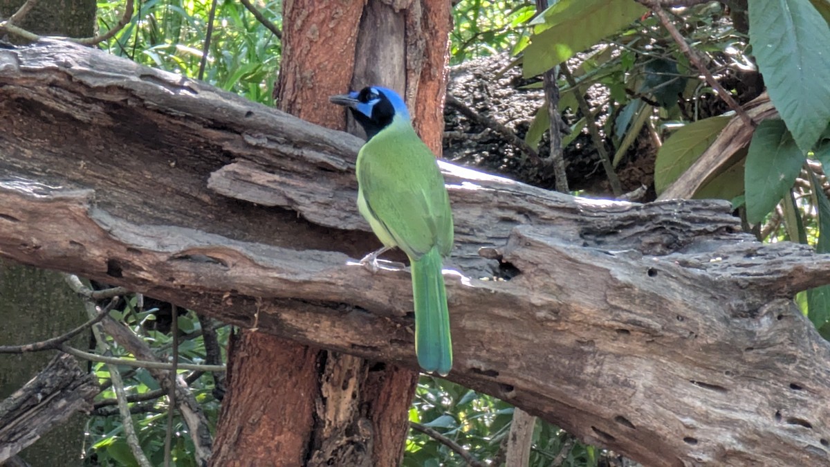 Перуанская сойка - ML647244774