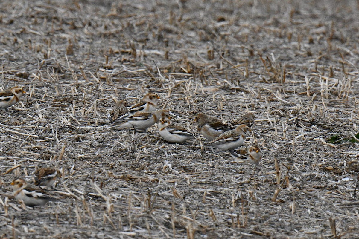 Schneeammer - ML647244775