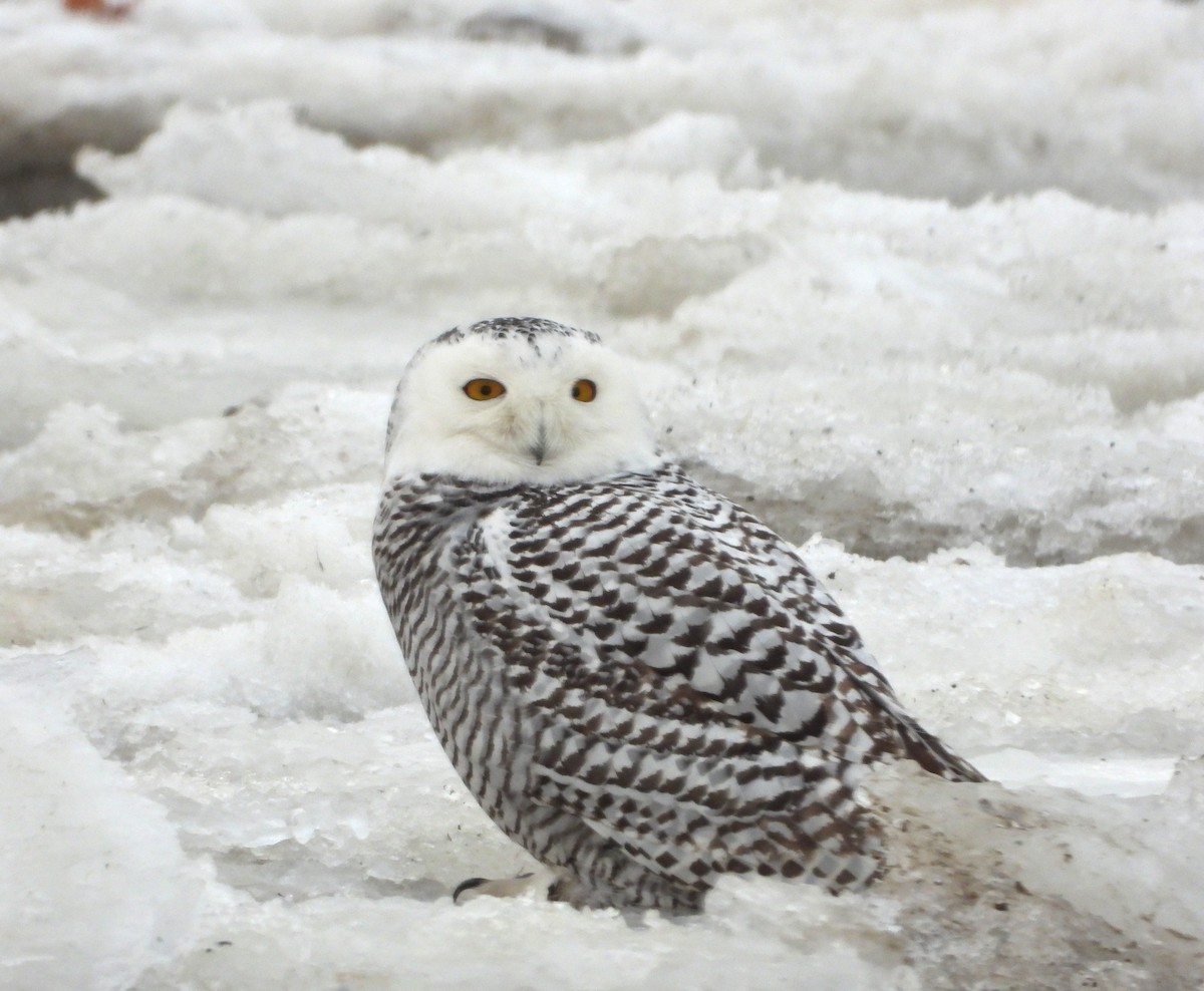 לילית שלג - ML647244784