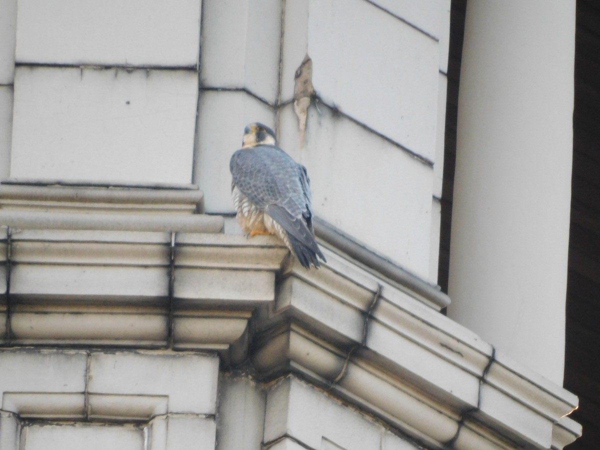 Peregrine Falcon - ML647244857