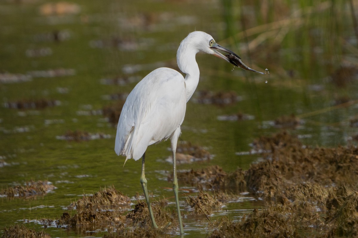 Snowy Egret - ML647244867