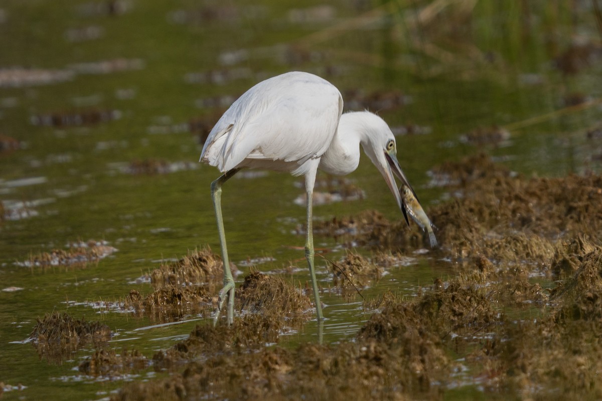 Snowy Egret - ML647244868