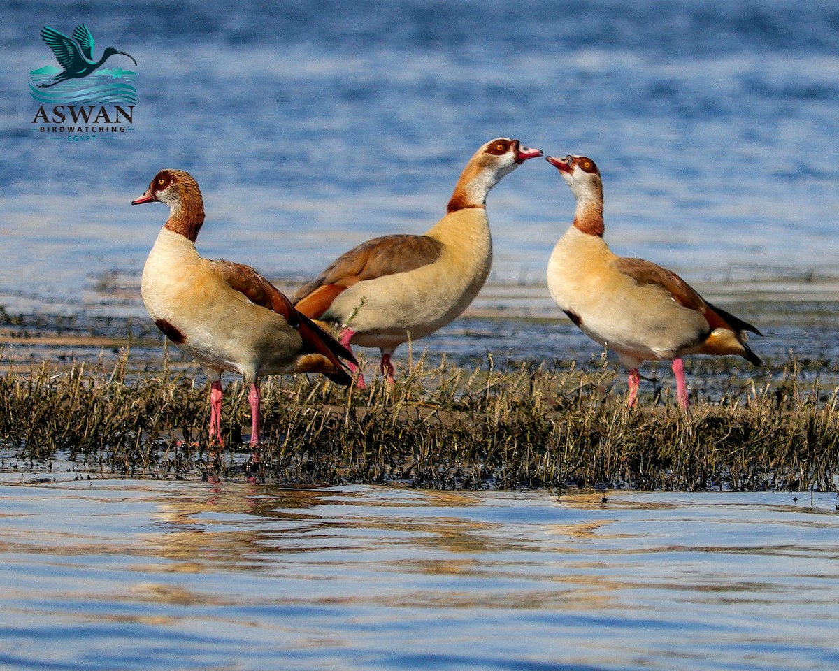 Oca egiziana - ML647244875