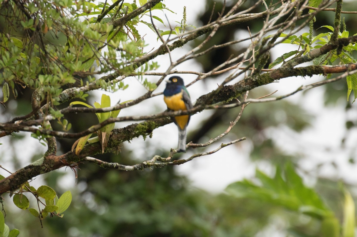 Gartered Violaceous Trogon - ML647244879