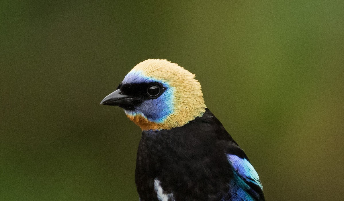 Golden-hooded Tanager - ML647244895