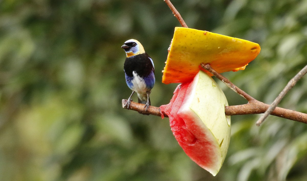 Golden-hooded Tanager - ML647244896
