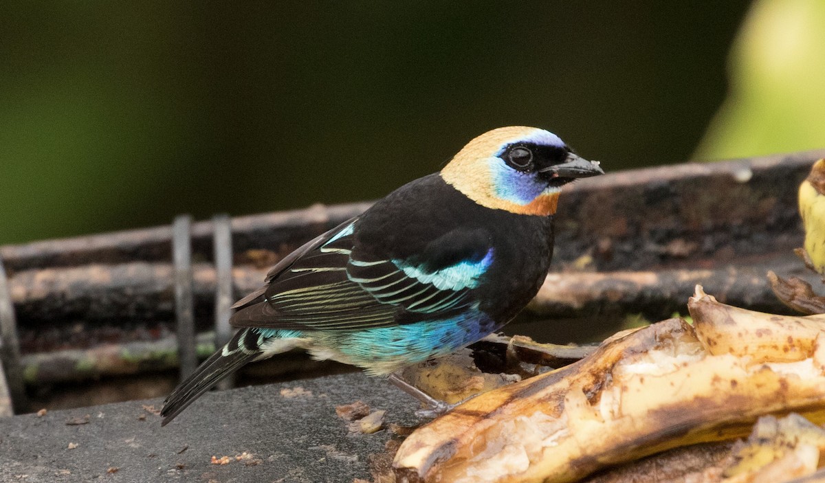 Golden-hooded Tanager - ML647244897