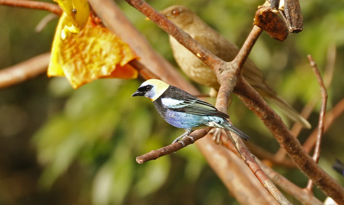 Golden-hooded Tanager - ML647244898