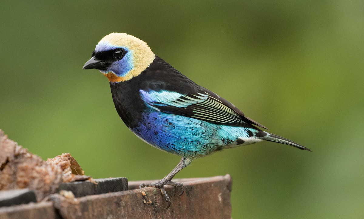 Golden-hooded Tanager - ML647244899