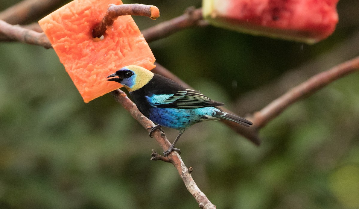 Golden-hooded Tanager - ML647244900