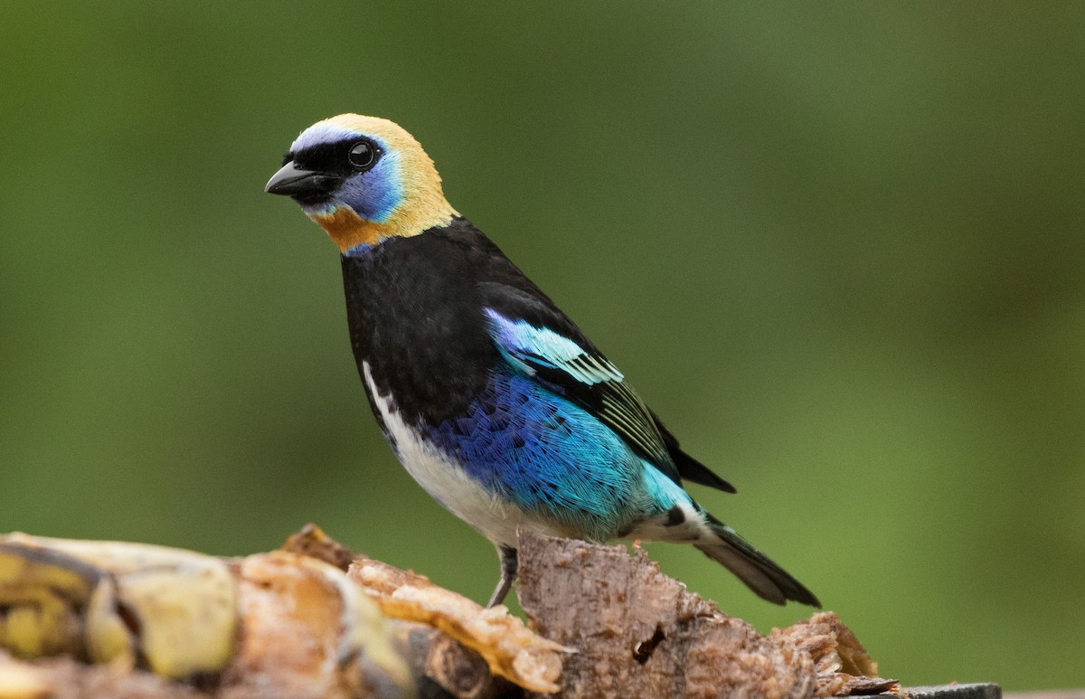 Golden-hooded Tanager - ML647244901
