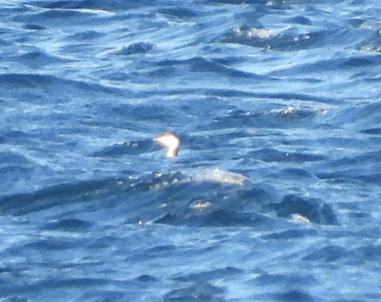 Horned Grebe - ML647244910