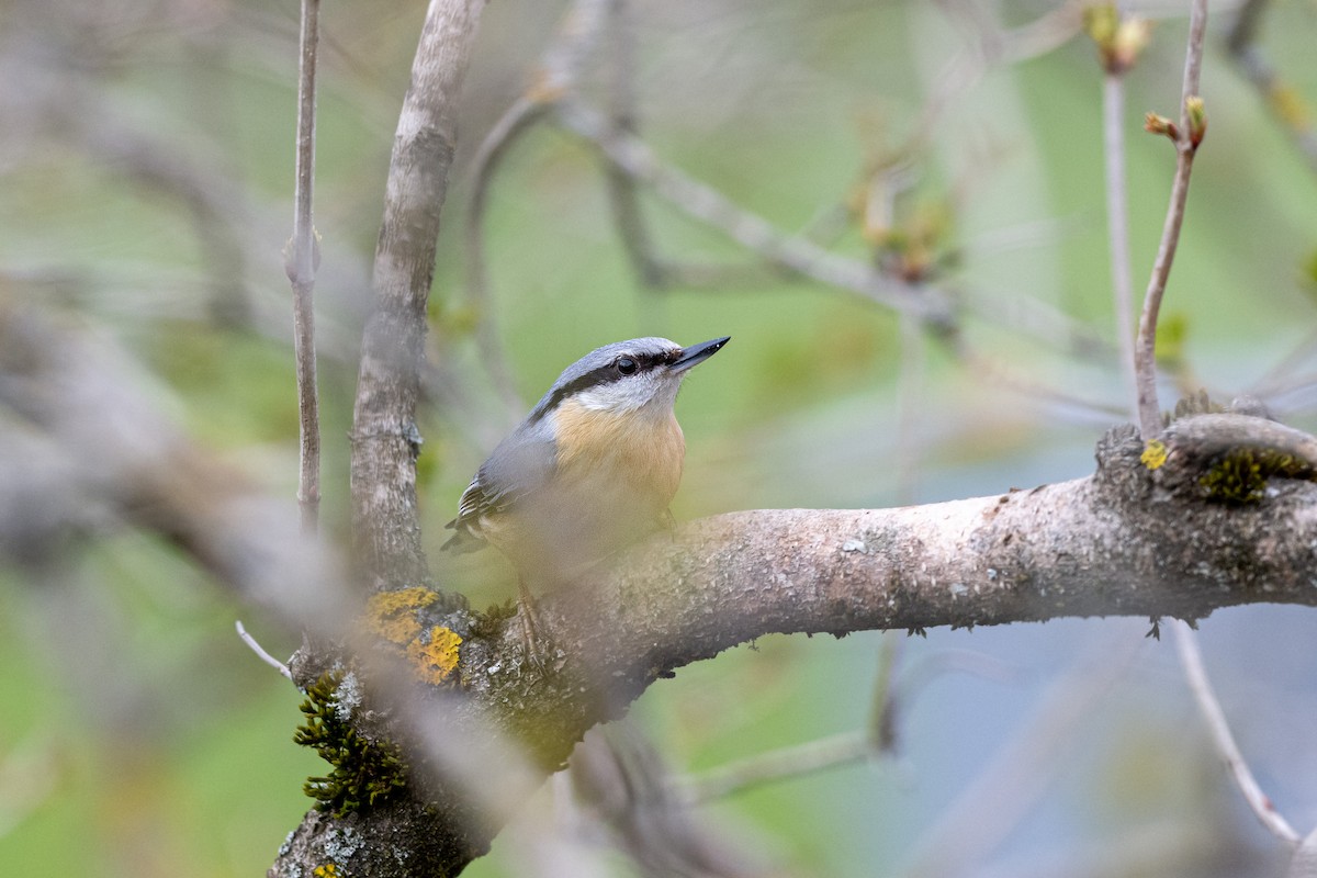 Повзик звичайний - ML647244911