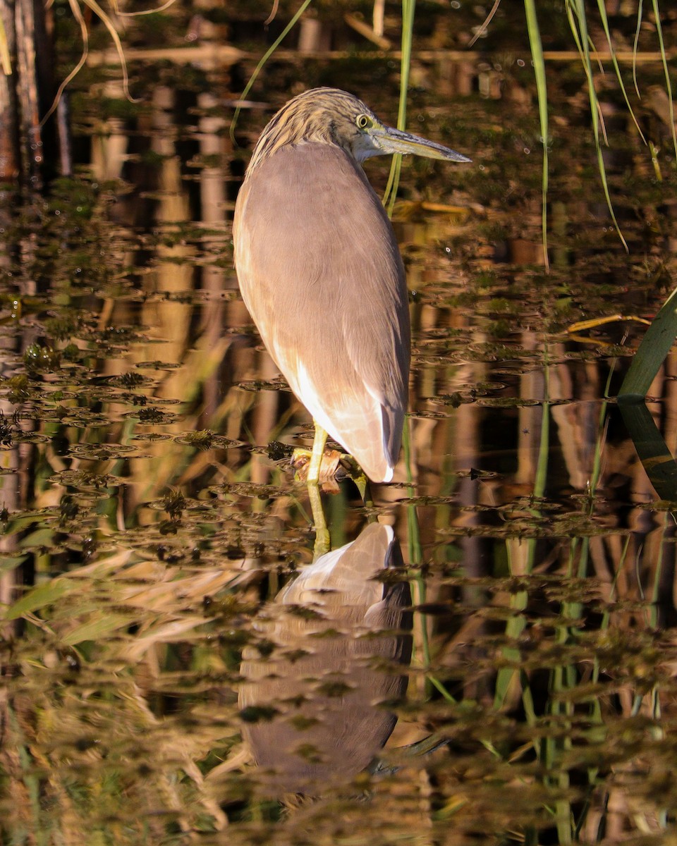 Sgarza ciuffetto - ML647244931