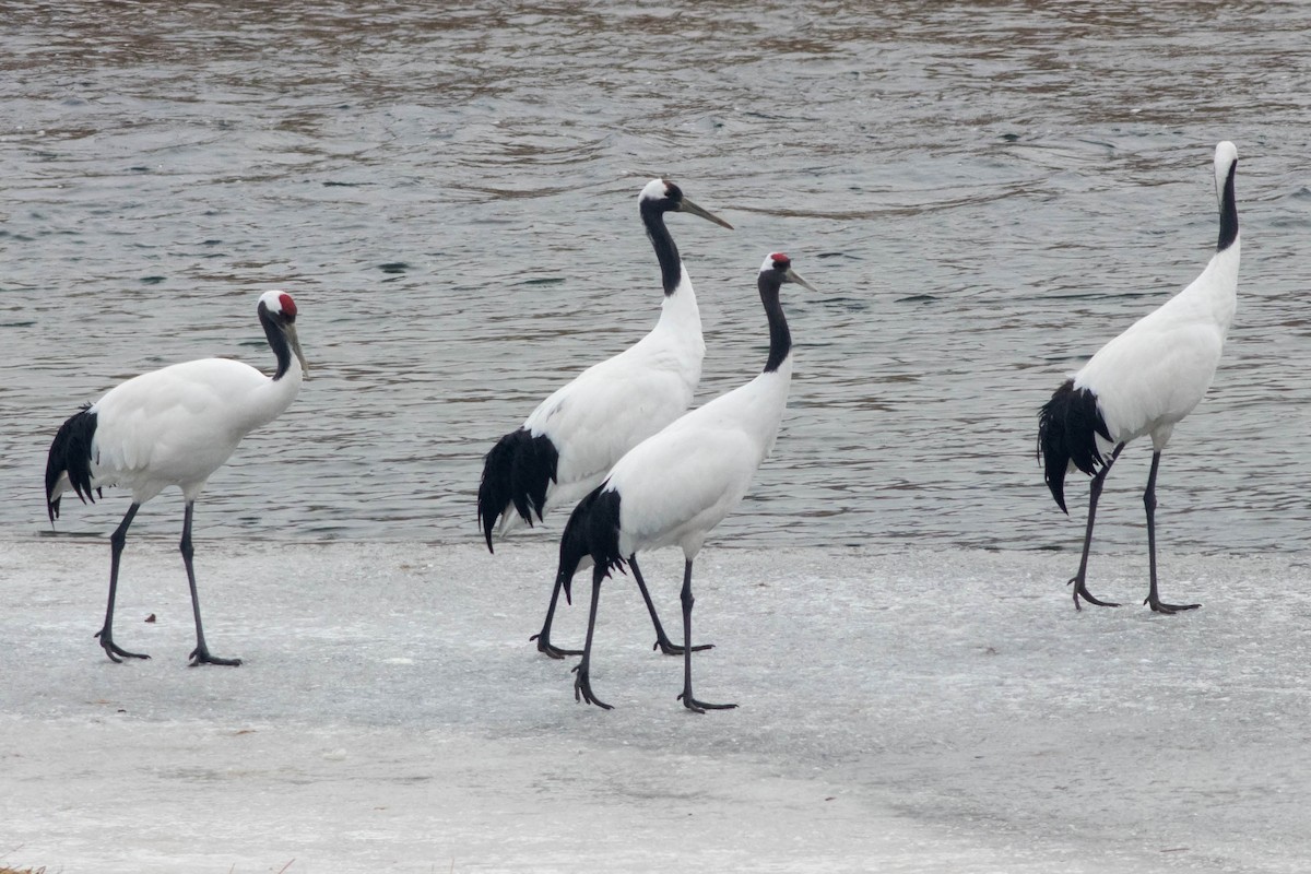 Japon Turnası - ML647244938