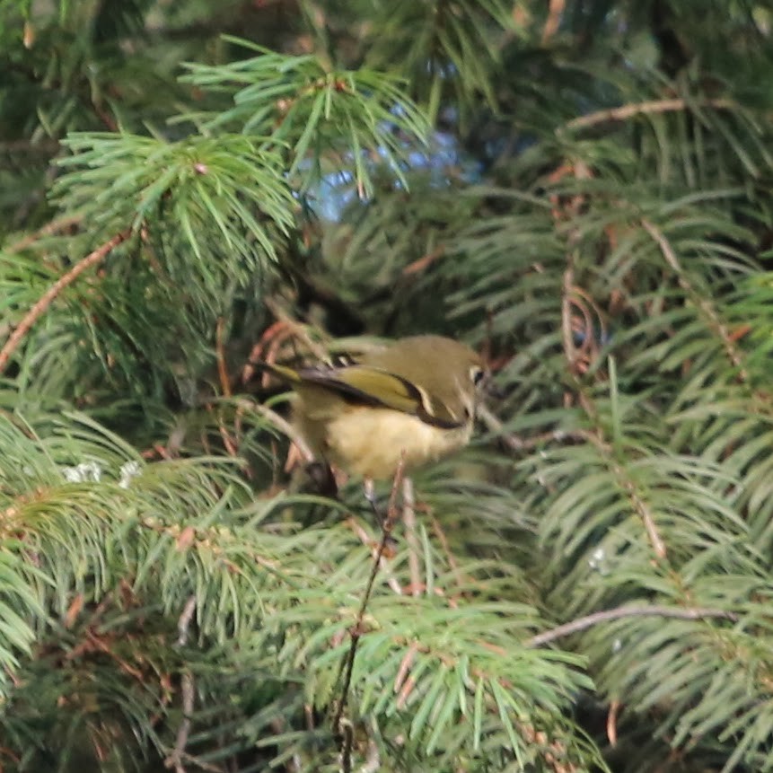 Rubingoldhähnchen - ML647244956