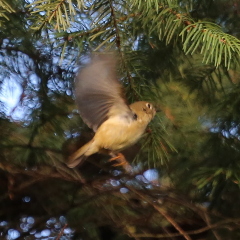 Rubingoldhähnchen - ML647244957